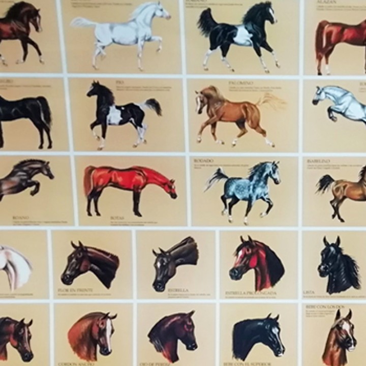 Arte Taurino, Poster o Lámina de capas y marcas del caballo, Regalos.