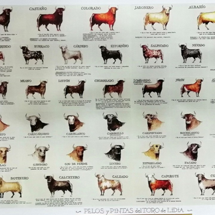 Bulls hairs and spots Poster