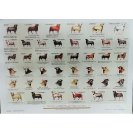 Bulls hairs and spots Poster