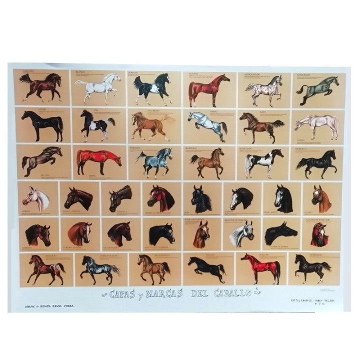 Affiche poster éducative robes et marques du cheval, planche art équestre souvenir