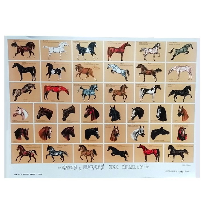 Stampa dei mantelli e segni del cavallo – vista 2