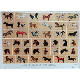 Affiche poster éducative robes et marques du cheval, planche art équestre souvenir