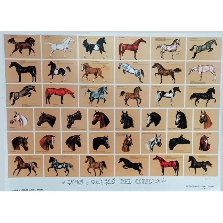 Horse coat colors and face markings educational poster art print, equestrian wall art