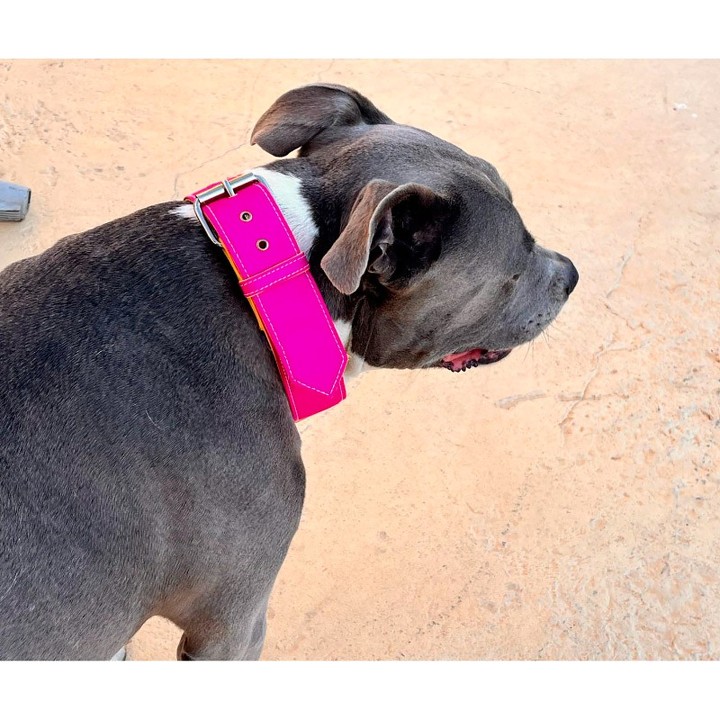 Capote fabric dog collar – view 6