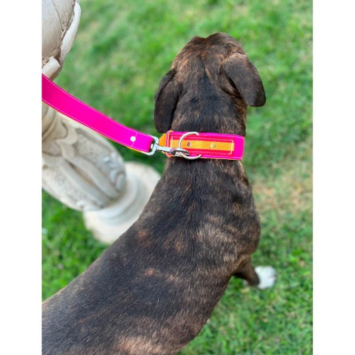 Collar mascota "Capote"