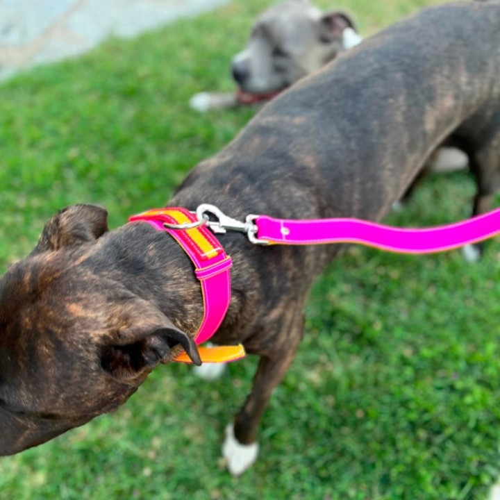 Collar mascota "Capote"