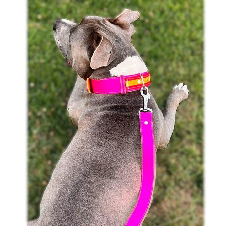 Hundehalsband aus Capote-Stoff, Fuchsia und Gelb – Ansicht 3